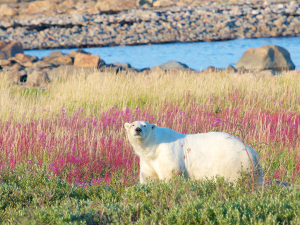 CanadaByDesign-banner-mobile-northern-canada-arctic-vacations